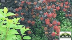 Прогулка по саду  Канадские розы  Часть 1