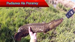 Рыбалка на Рогатку - Slingshot Fishing #охотасрогаткой #2024  #top #headshot #змееголов#youtube#top