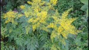 Бузульник - яркий  многолетник для тени