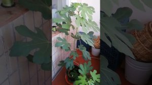 Инжир "Кадота"  в горшке