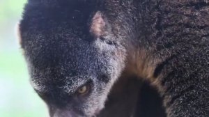 Медвежий кускус -    называют также «сумчатой обезьяной»