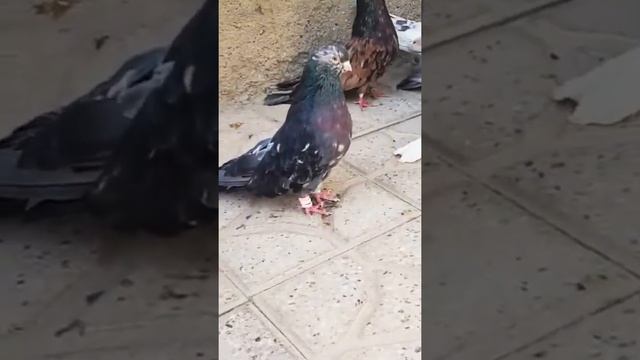 Иранские мраморные голуби ??? Iranian Pigeons