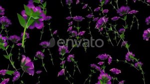 Purple Roses Rain | Motion Graphics - Envato elements