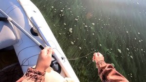 ЛОВЛЯ СОМ на КВОК на УРЕЗ. СОМОВЬИ ХОРОВОДЫ ВОКРУГ НАЖИВКИ. ПОДЪЕМЫ СОМА на ЭХОЛОТЕ.
