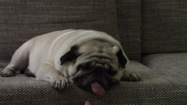 Сладкий Сон Мопсика смотреть онлайн