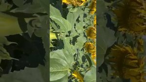 Семена подсолнечника Санмарин 421