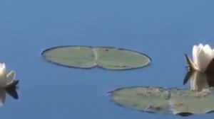 от чего плавают утки