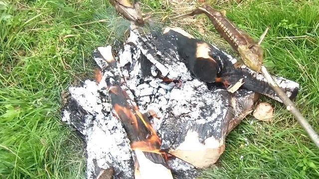 Стерлядь на вертеле смотреть онлайн