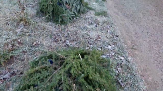 Подготовка крупнолистной ГОРТЕНЗИИ к зиме, укрытие на зиму #крупнолистная_гортензия #подготовкакзим