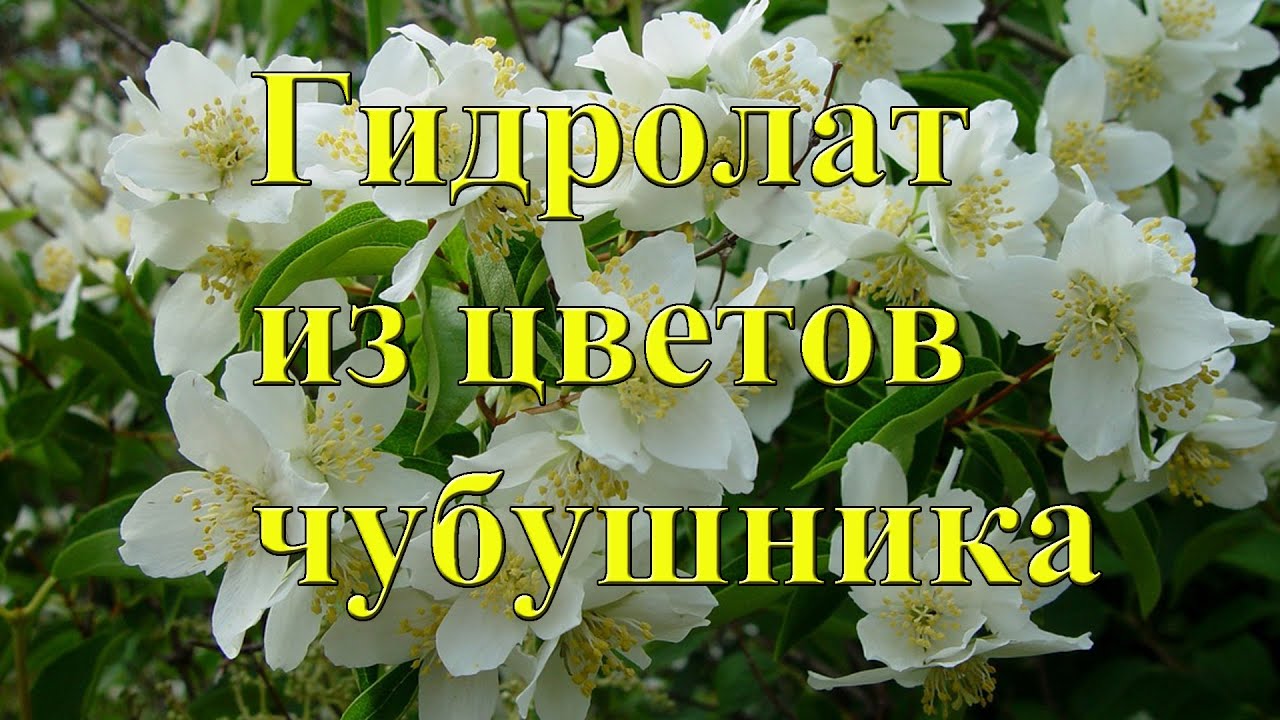 Гидролат (паровая вытяжка) из цветов чубушника