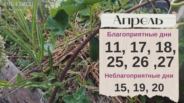 ОГУРЦЫ: Лунный Посевной Календарь на 2023 год! Когда сажать семена огурцов на рассаду?
