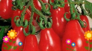 Томат обыкновенный Балеринка. Краткий обзор, описание характеристик, где купить саженцы, семена