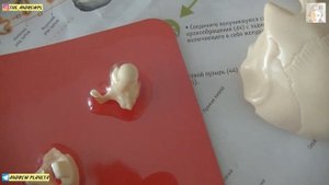 Деагостини-Тело человека. Думали,что почти все собрали, а на самом деле не все так просто...