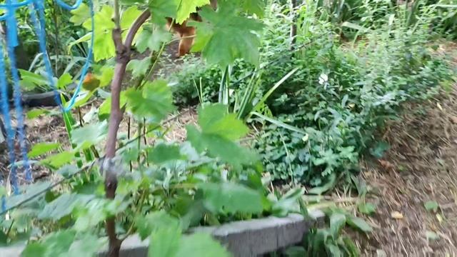 Хэппи и флисовый канатик. Выход из вольера, поиск игрушки, побегушки по двору, игры в перетяжки