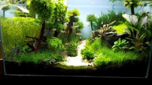 Обзор аквариума "Лес"