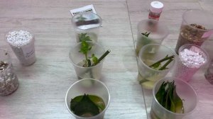 Сравнение укоренителей. Укоренение мирта, укоренение сансевиерии листом ..mp4