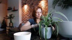 И СНОВА ХЛОРОФИТУМ?. ПЕРЕСАДКА ☘️