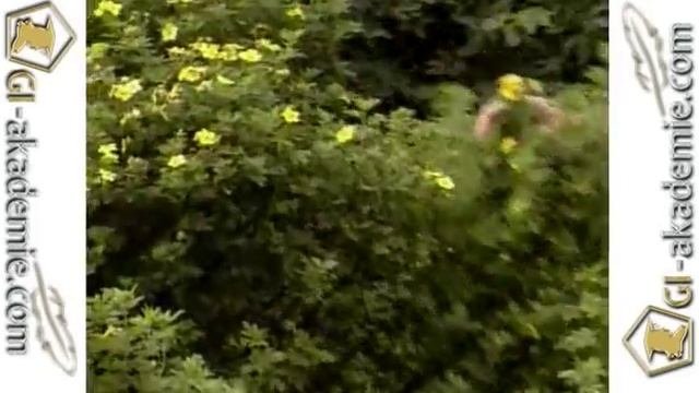 Декоративные кустарники -- 4