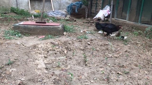 Aseel | کلنگی | Hint horoz dövüşü | Kolangi | خروس لاری | Thai Rooster | Pakhoy | ШАМО ПЕТУХИ | смотреть онлайн