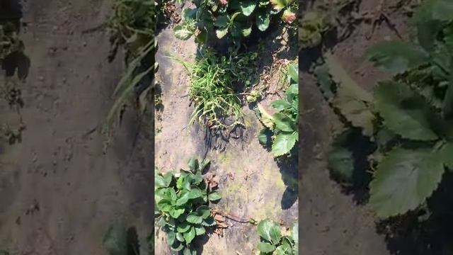 Высадка Клубники / как посадить клубнику смотреть онлайн