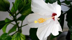 Гибискус домашний. Цветение домашних гибискусов 3 сортов