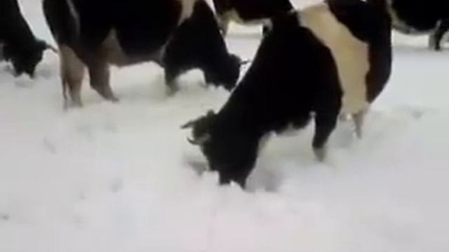 Коровы Чернобыля попали в объектив смотреть онлайн