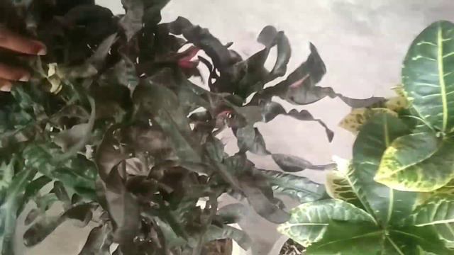 Croton (Indoor Plant) - How to grow, Propagate and Care смотреть онлайн