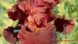 Ирис бородатый Мен фром Рио (iris) ? ирис Мен фром Рио обзор: как сажать рассада ириса Мен фром Рио