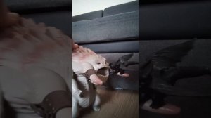 обзор на Великого смутьяна