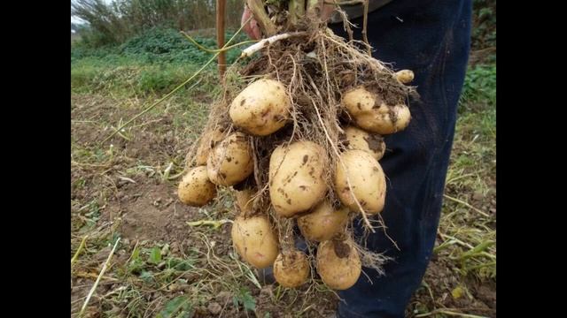 Cколько дней растет картофель до полного созревания