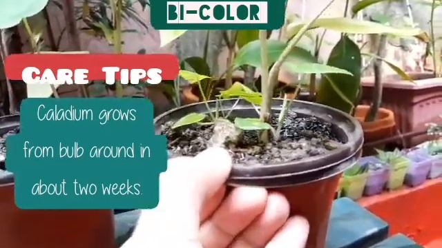 Caladium Florida Clown Bicolor Freckles Care Tips | Grow Caladium from Bulb смотреть онлайн