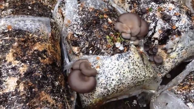 Грибы после дождя смотреть онлайн