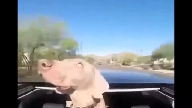 "The Rockin' Weimaraner Dog- Ride Like The Wind" смотреть онлайн
