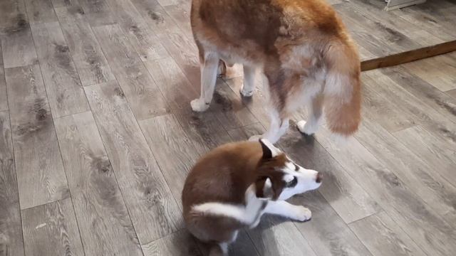 Села ,,ПОПЕНЬЮ" на ПАПУ ХАСКИ || Лакомый кусочек БАЙКАЛА смотреть онлайн