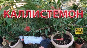 Каллистемон в тропическом саду у нас в  Ростове-на-Дону. Цветение, советы.