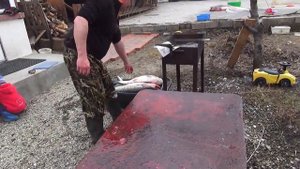 Нож Рысь-2 Русский булат. Тестирование на рыбе