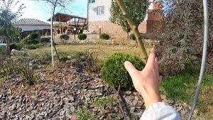 Как пригнуть штамбовую розу на зиму