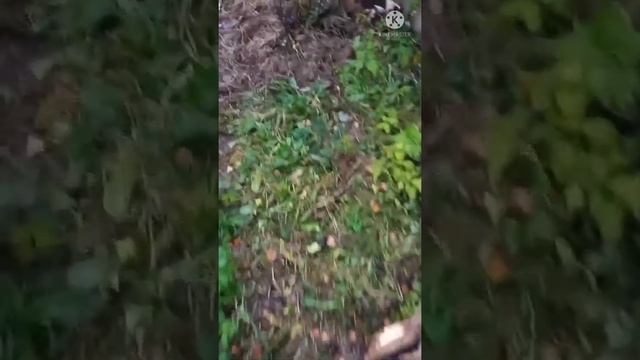 МУЛЬЧИРОВАНИЕ СМОРОДИНЫ хвойным опадом!