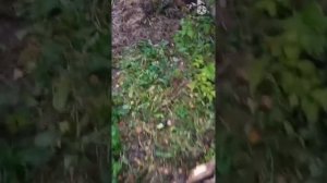 МУЛЬЧИРОВАНИЕ СМОРОДИНЫ хвойным опадом!