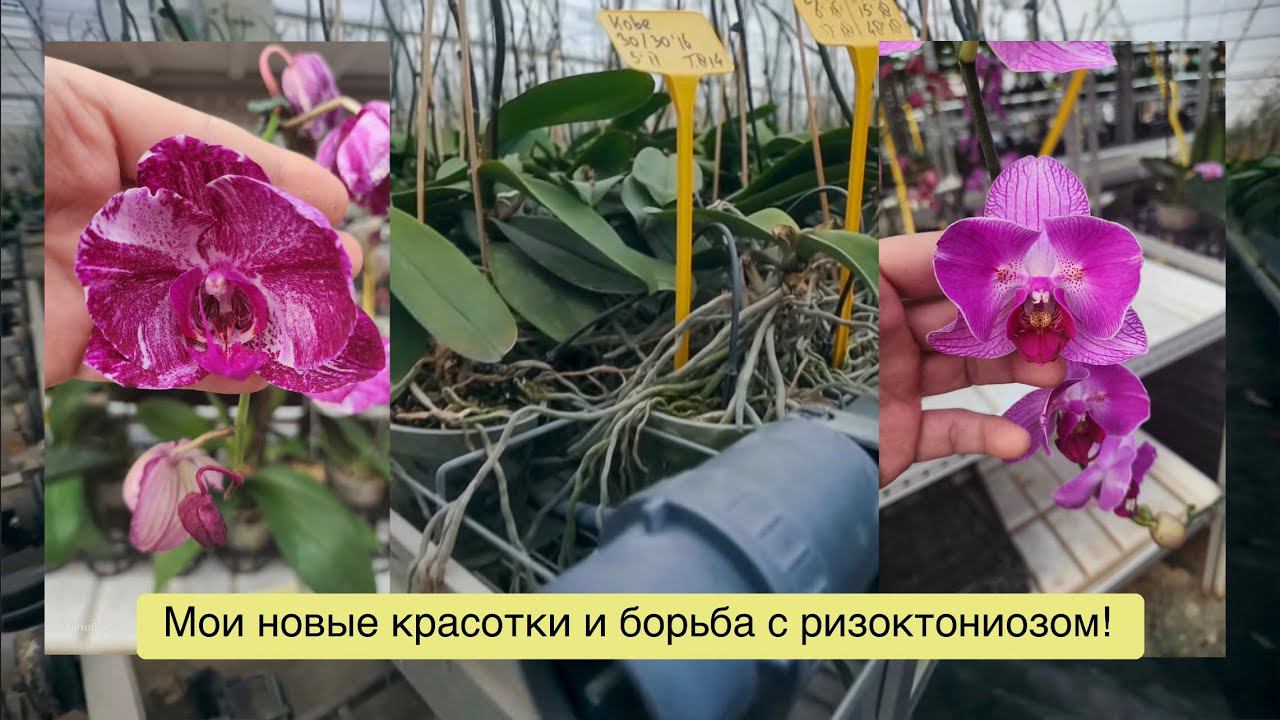 СДЭК потерял мои фунгициды и я купила редкие бабочки, чтобы утешить себя! ♀️