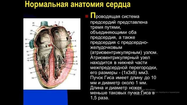 Самое интересное видео о физиологии сердца. смотреть онлайн