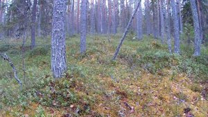 Заготовка валежника,на дрова!Как? закон,правила!