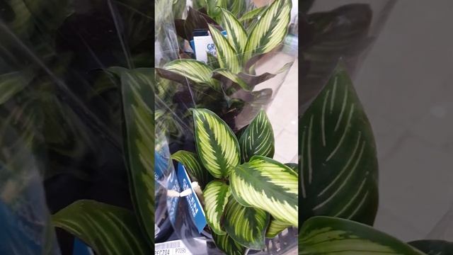 Комнатные растения оптом и розницу. Краснодар ул 40-летия Победы 129/2 смотреть онлайн