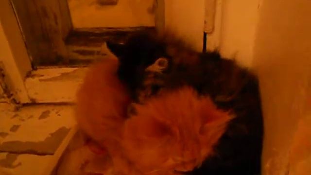 Котята умываются смотреть онлайн