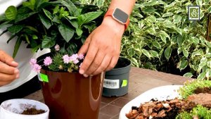 Гардения пересадка молодой гардении в просторный горшок