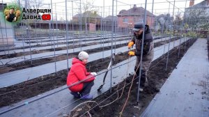 Укрытие кустов винограда на зиму