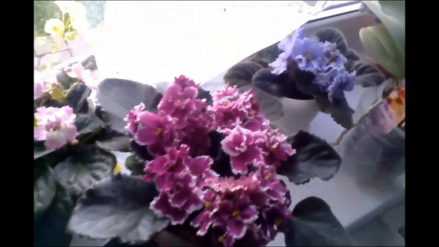 Мамины цветы-фиалки,орхидеи (и не только) смотреть онлайн