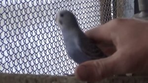 Птенцы волнистых попугайчиков от рождения до вылета из гнезда.