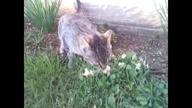 Кошка на прогулке
