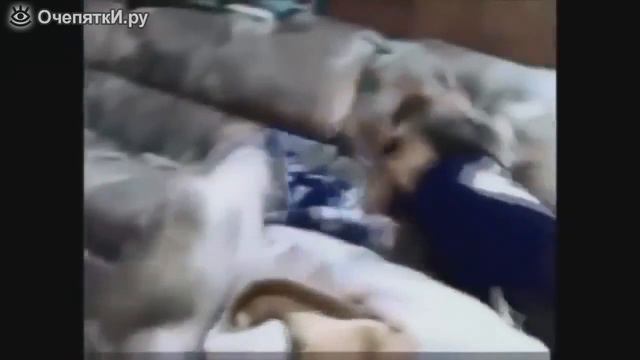 Чудные и игривые кошки смотреть онлайн